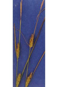 Image of Carex sheldonii