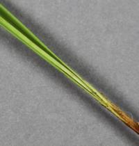 Carex steudelii image