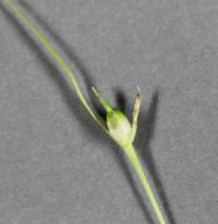 Carex steudelii image