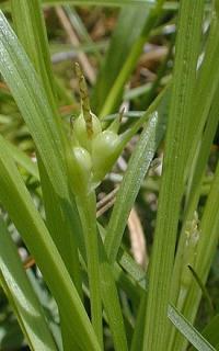 Carex steudelii image