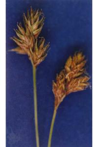 Image of Carex straminiformis