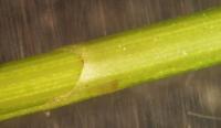Carex sylvicola image