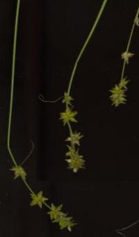 Carex sylvicola image