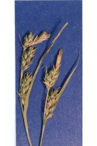 Image of Carex whitneyi