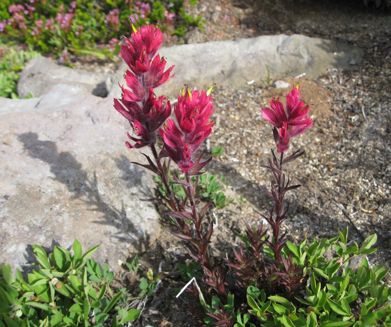 Castilleja parviflora image