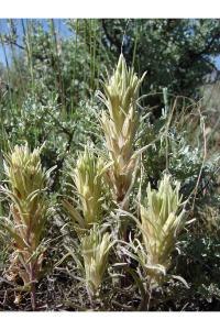 Image of Castilleja pallescens