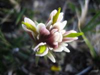 Image of Castilleja pulchella