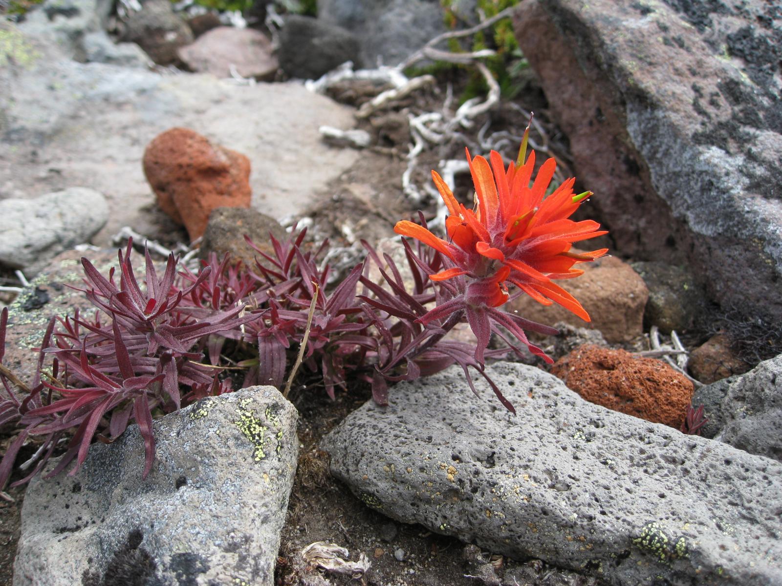 Castilleja rupicola image