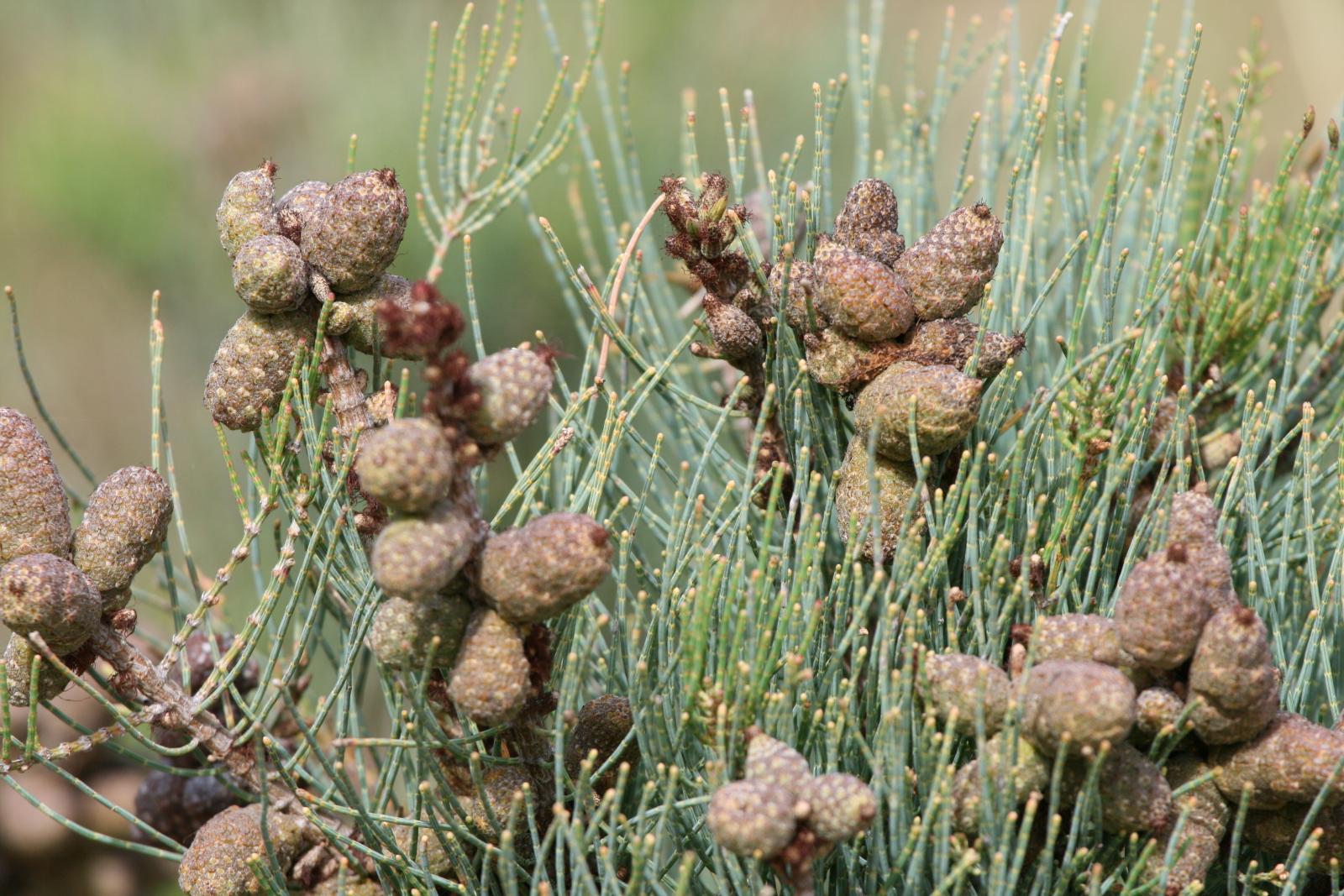 Casuarina lehmanniana image