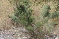 Casuarina lehmanniana image