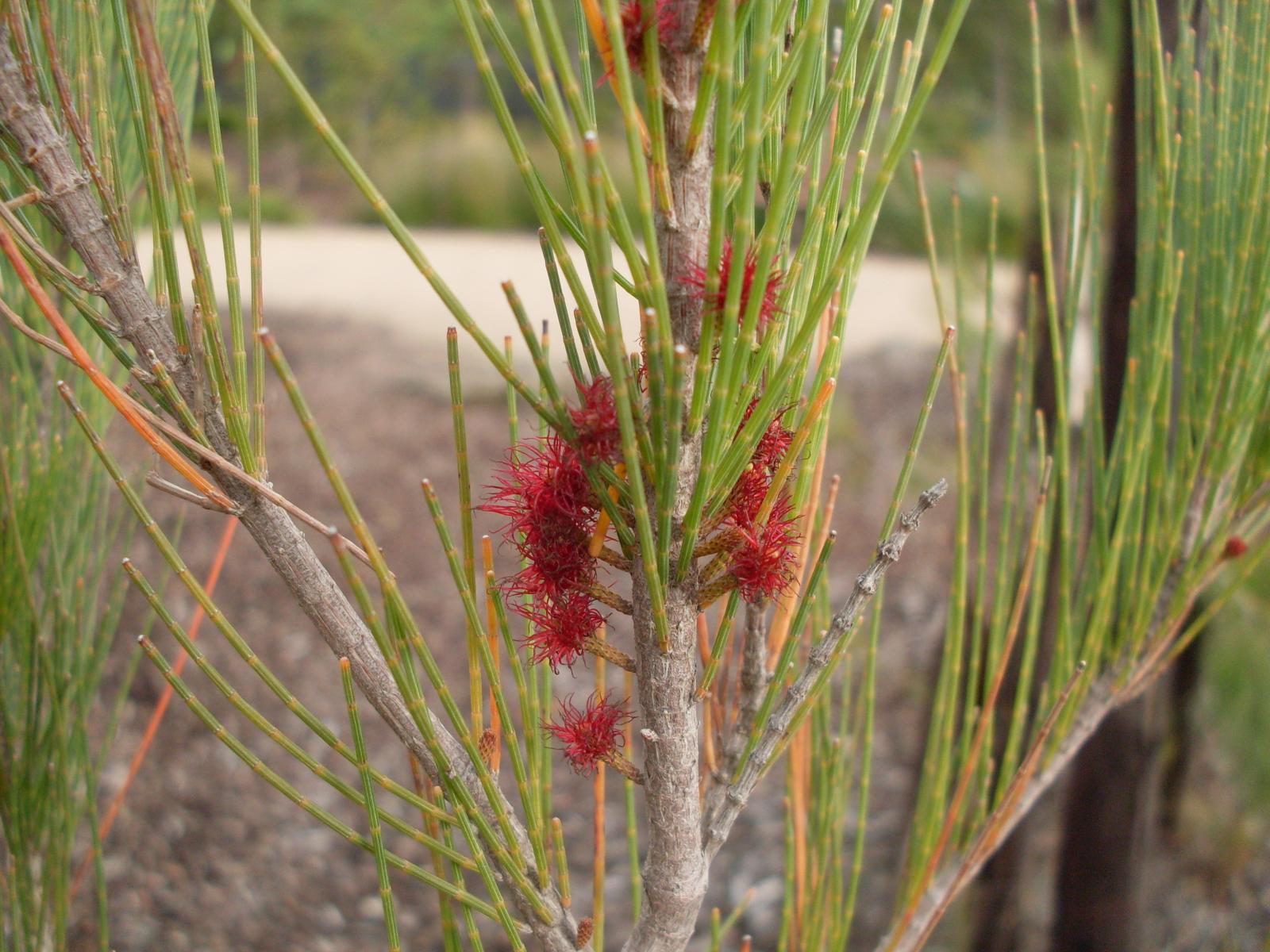Casuarina littoralis image