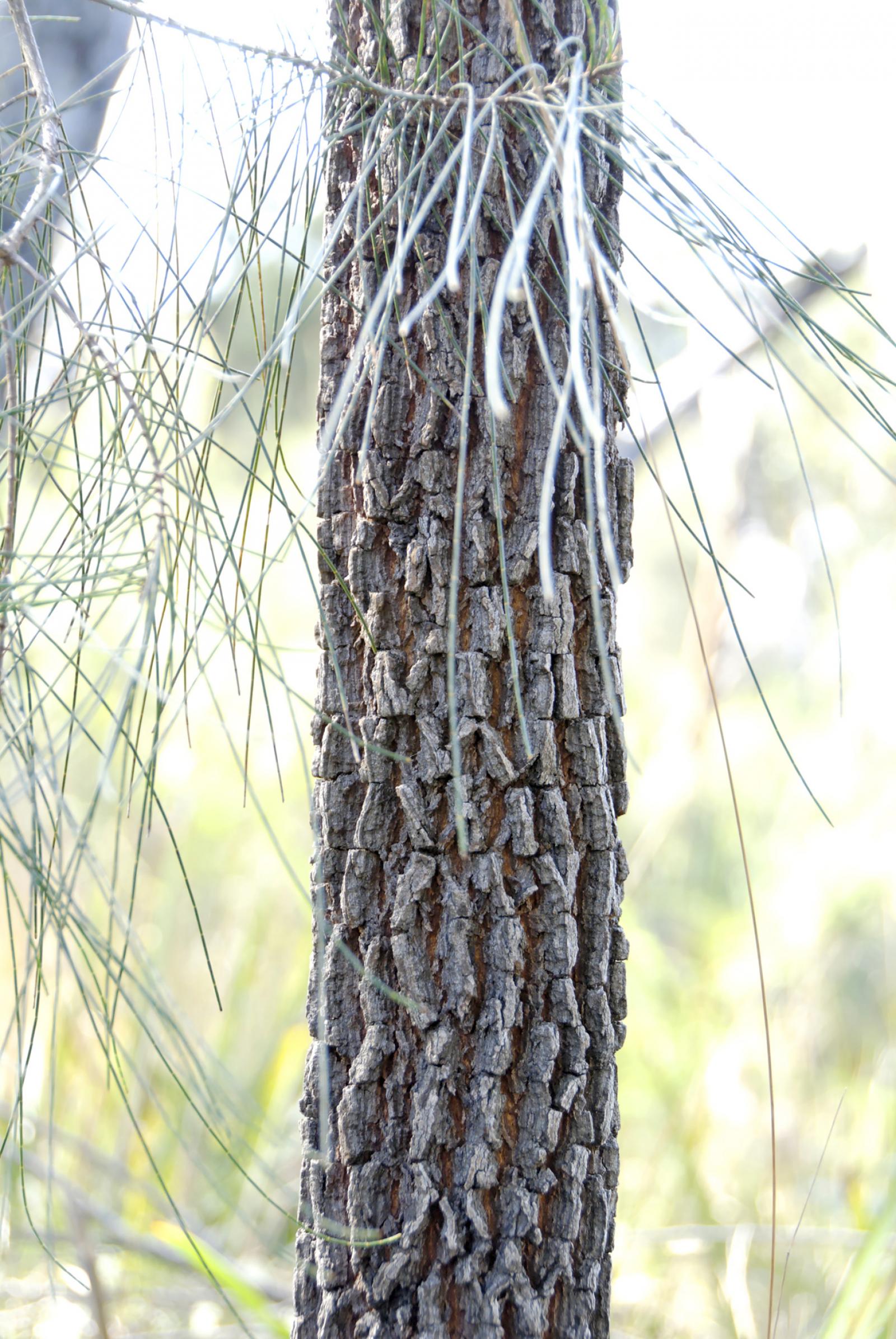 Casuarina littoralis image