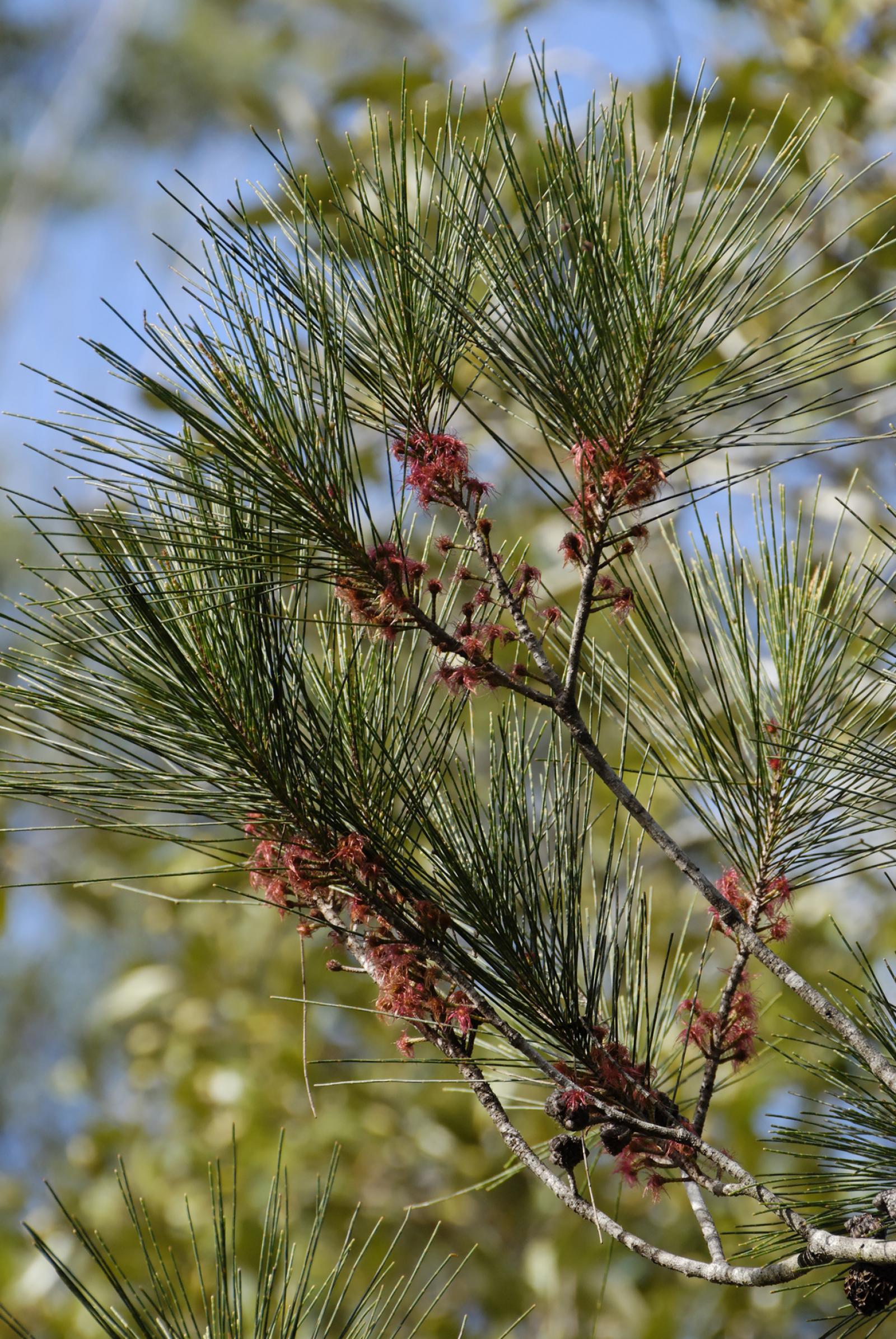 Casuarina littoralis image