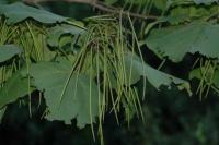 Image of Catalpa fargesii