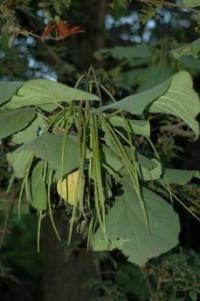 Catalpa fargesii image