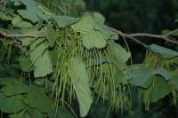 Catalpa fargesii image