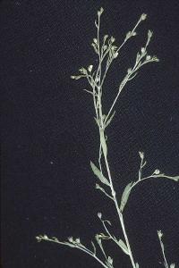 Cathartolinum striatum image