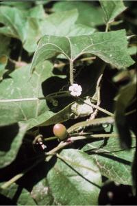 Image of Cayaponia quinqueloba