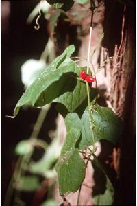 Cayaponia quinqueloba image