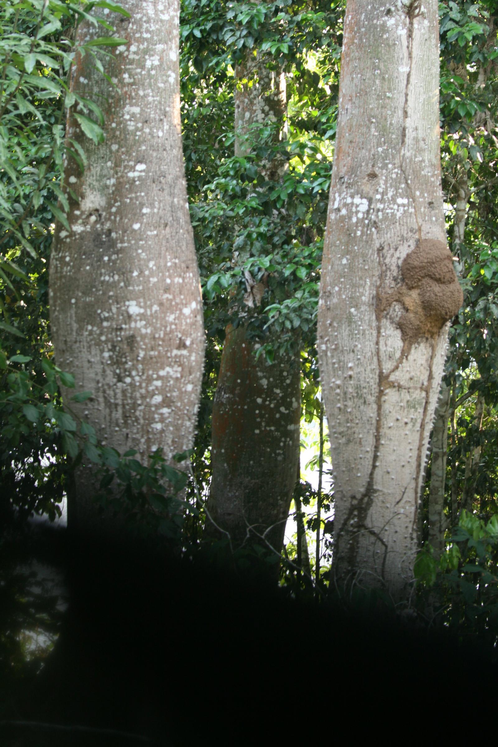 Ceiba insignis image