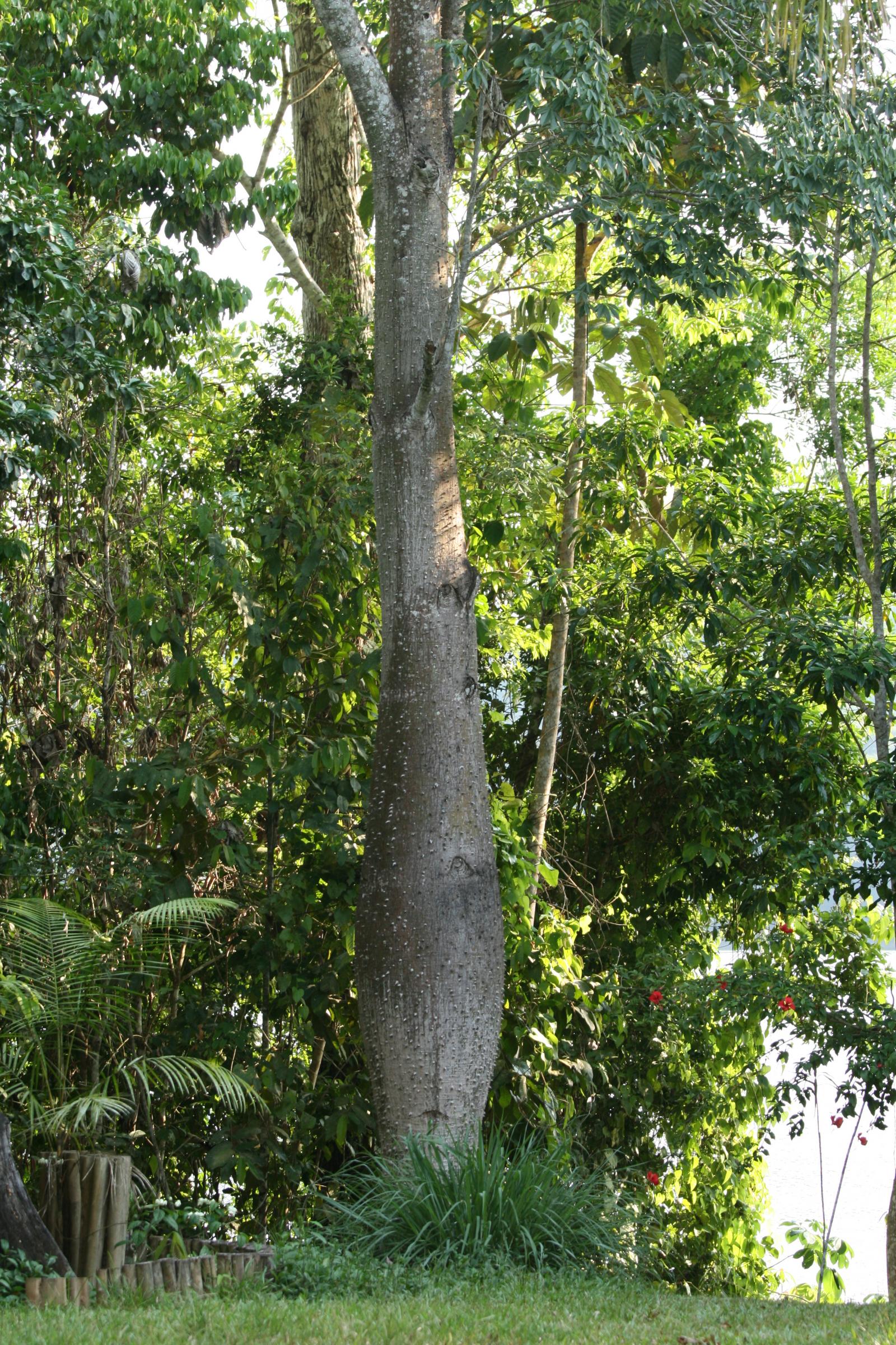 Ceiba insignis image