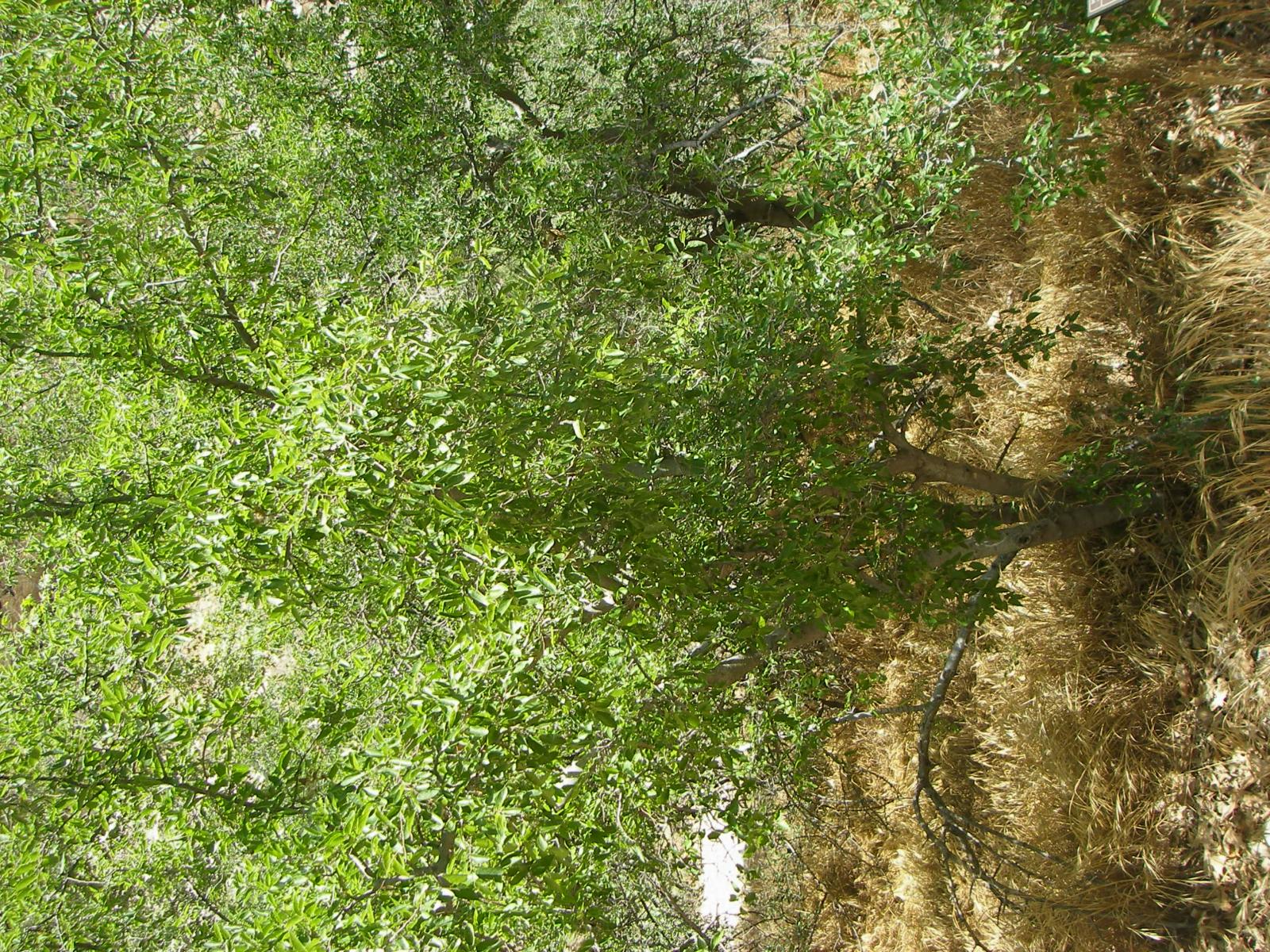 Celtis mississippiensis image