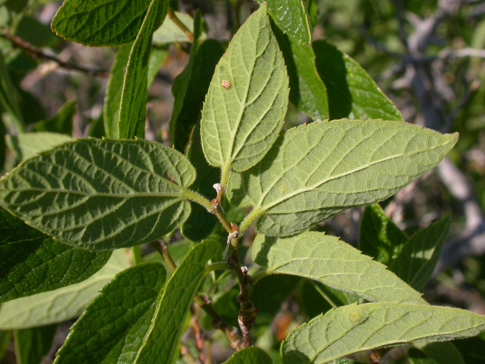 Celtis smallii image