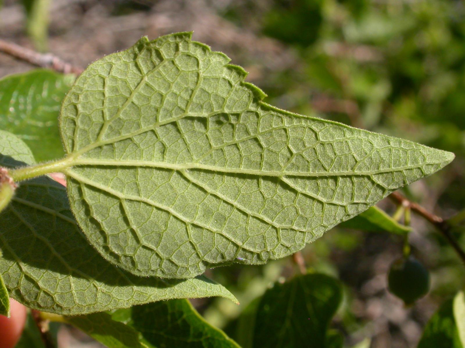 Celtis smallii image