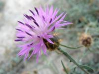 Image of Centaurea aspera