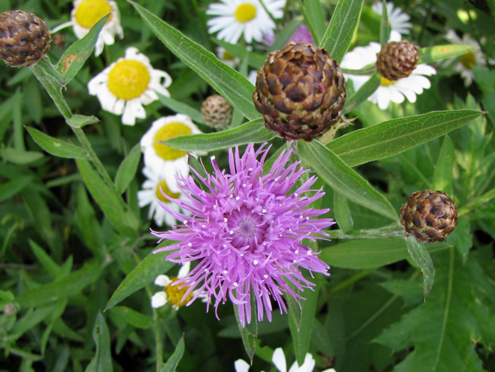 Centaurea austriaca image