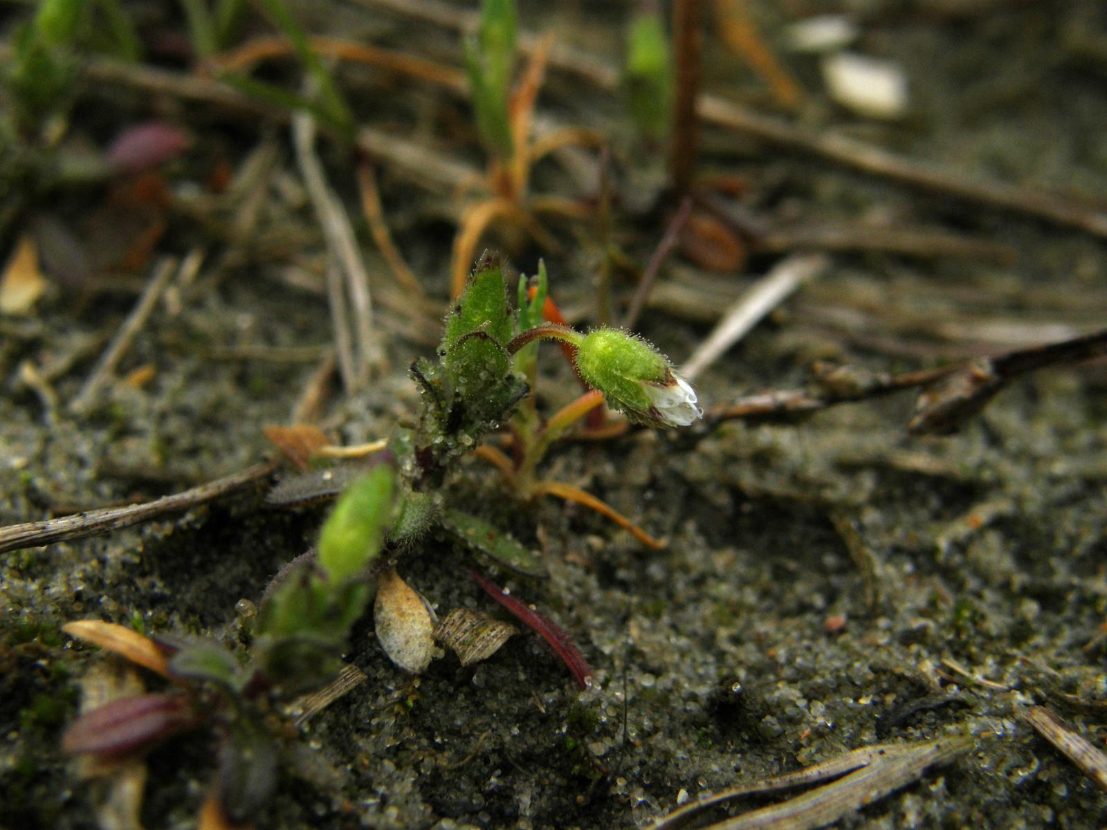 Cerastium tetrandrum image