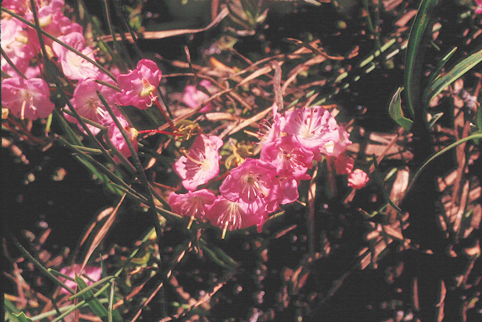 Chamaedaphne glauca image