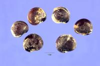 Image of Chenopodium bonus-henricus