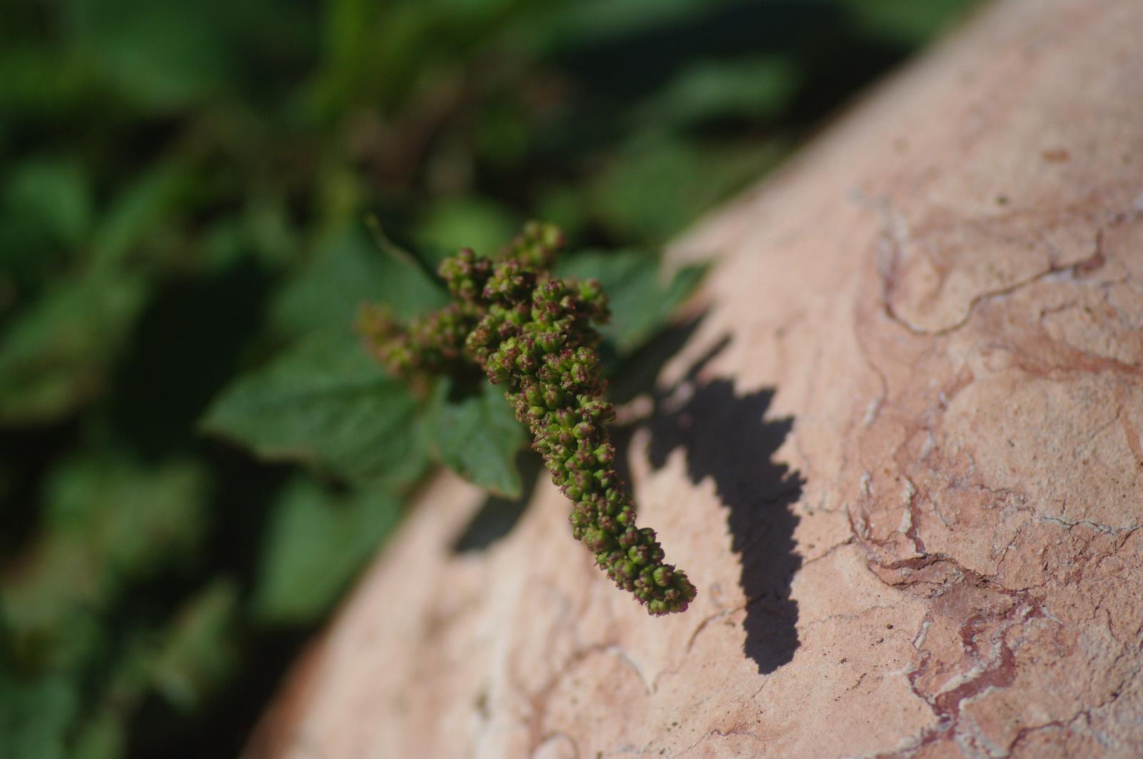 Chenopodium bonus-henricus image