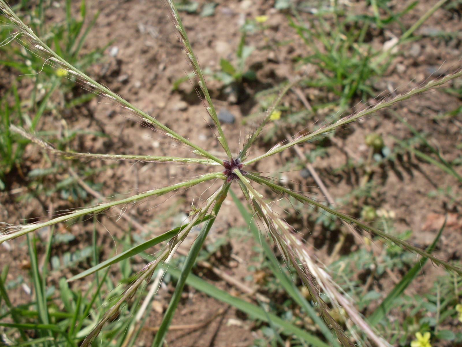 Chloris truncata image