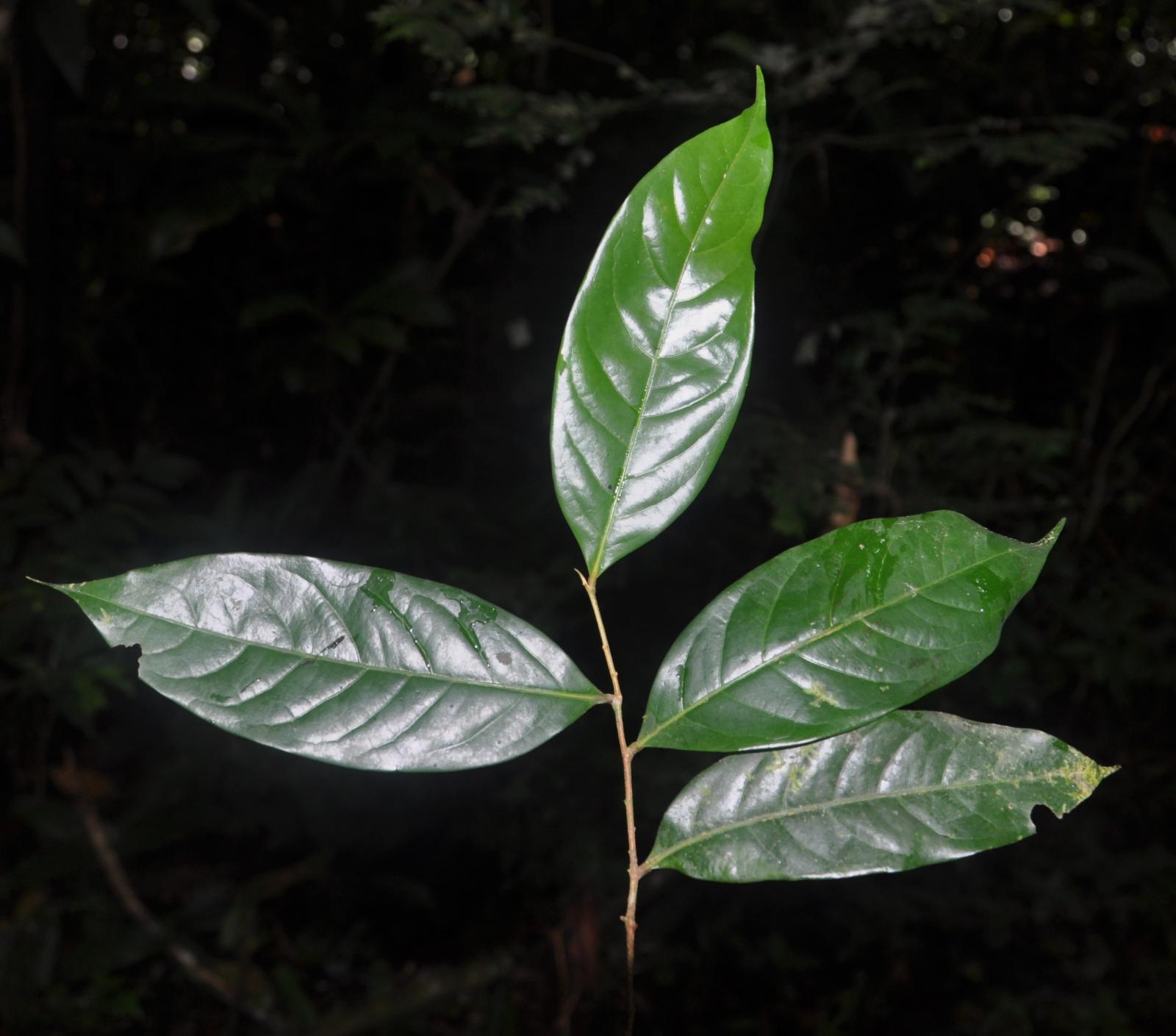 Chrysobalanus pellocarpus image