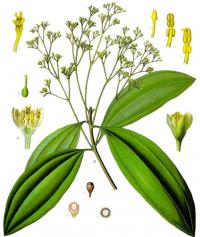 Image of Cinnamomum cassia