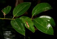 Media resource of Cinnamomum tamala