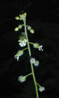 Circaea latifolia image