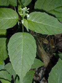 Image of Circaea quadrisulcata