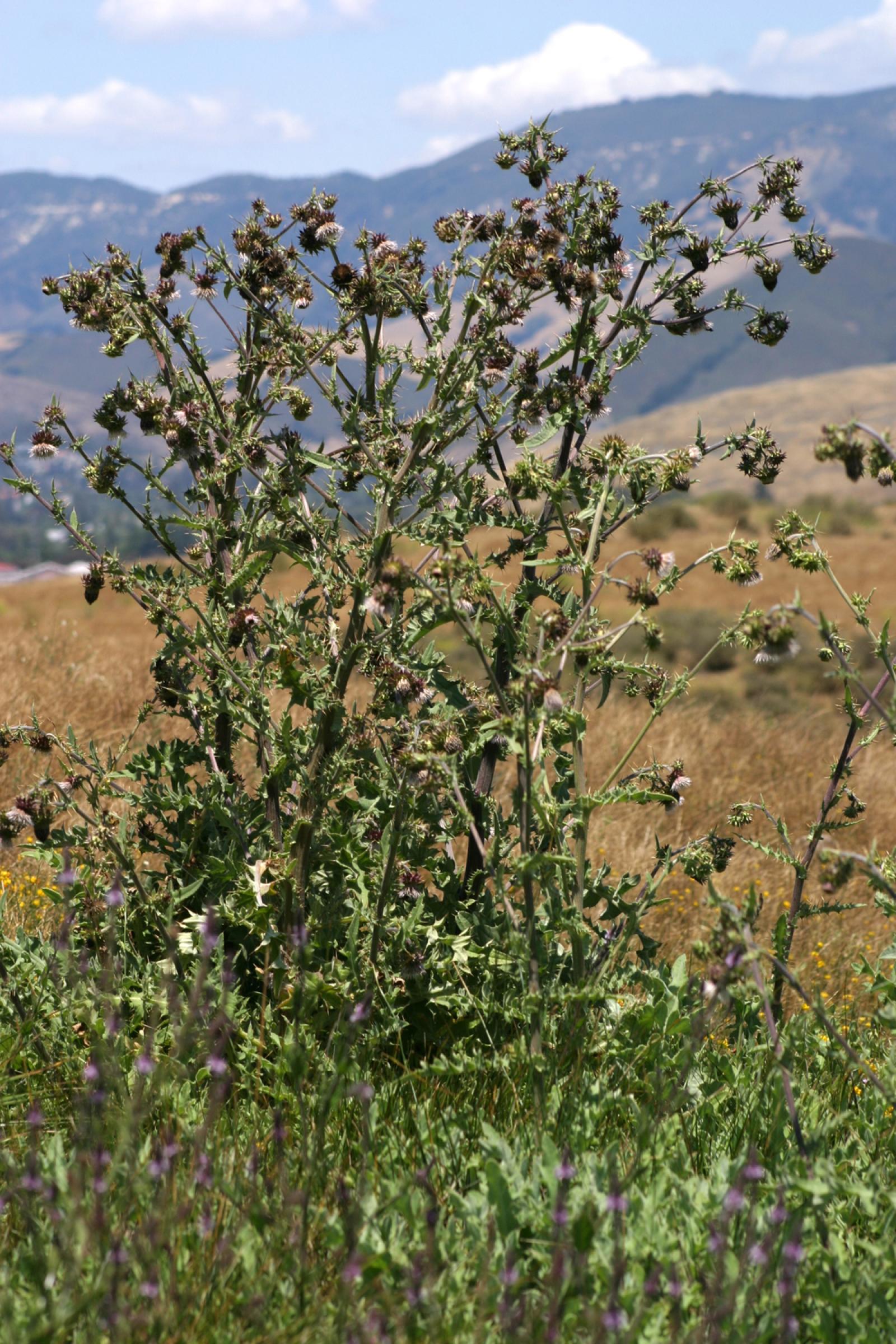 Cirsium fontinale image