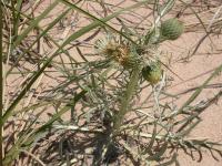 Cirsium pitcheri image