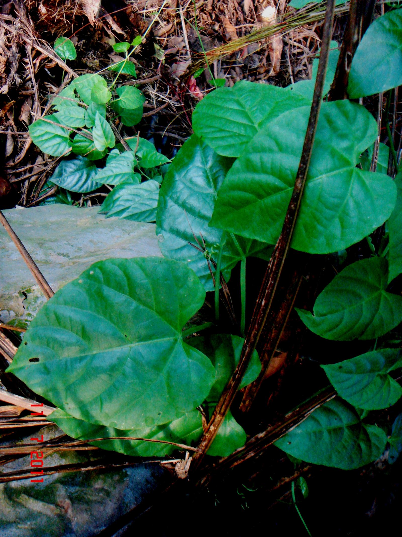 Cissus nodosa image