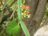 Cissus quadrangularis image