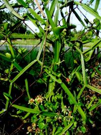 Cissus quadrangularis image