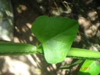 Cissus quadrangularis image