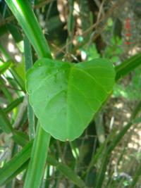 Cissus quadrangularis image