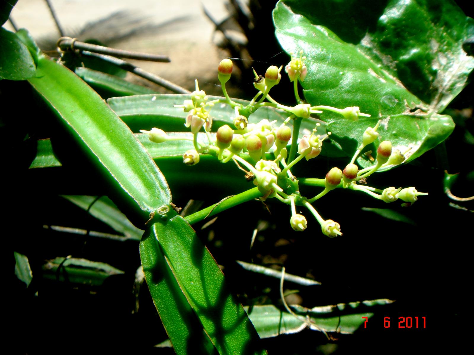 Cissus quadrangularis image