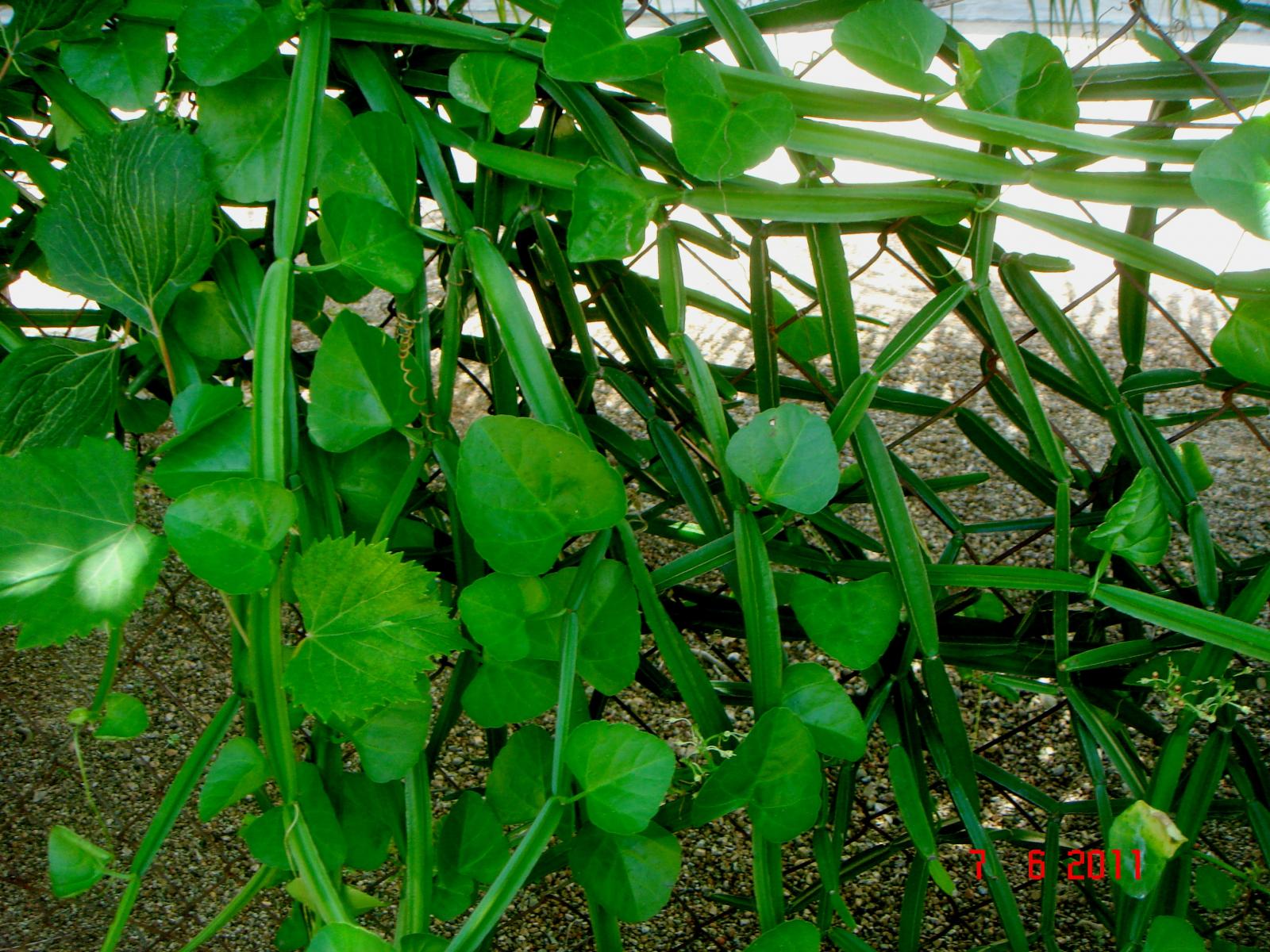 Cissus quadrangularis image