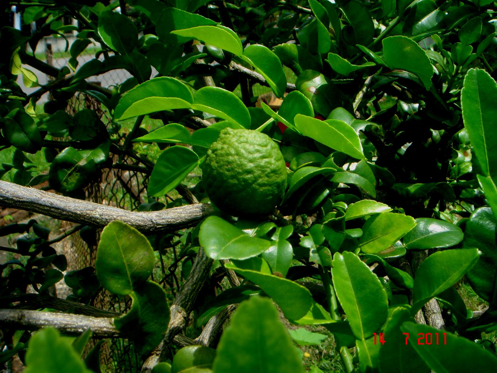 Citrus hystrix image